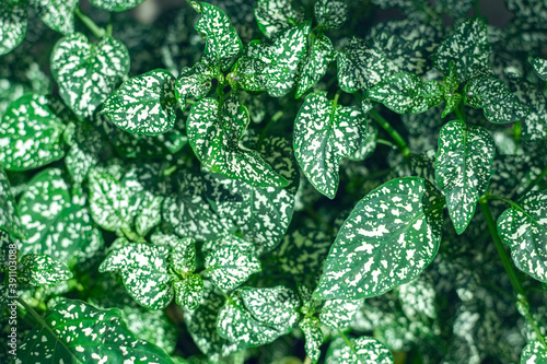 Green tropical background with Hypoestes  plant leaves photo