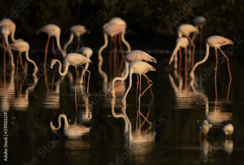 Greater Flamingos with dramatic reflection on water feeding at Tubli bay, Bahrain