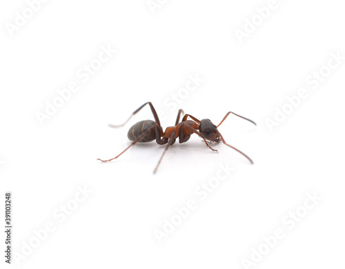 One little ant. © voren1