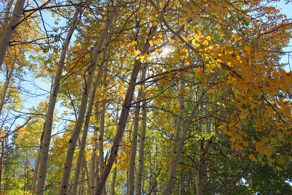 Quaking Aspen in the Fall Quaking Aspen in the Fall
