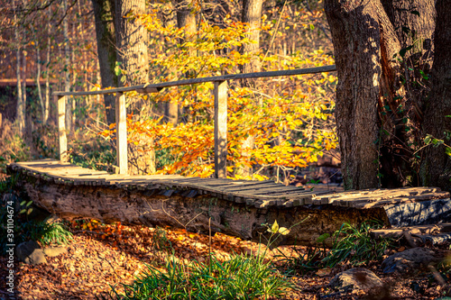 Footbridge over a creek in the forest during autumn or fall