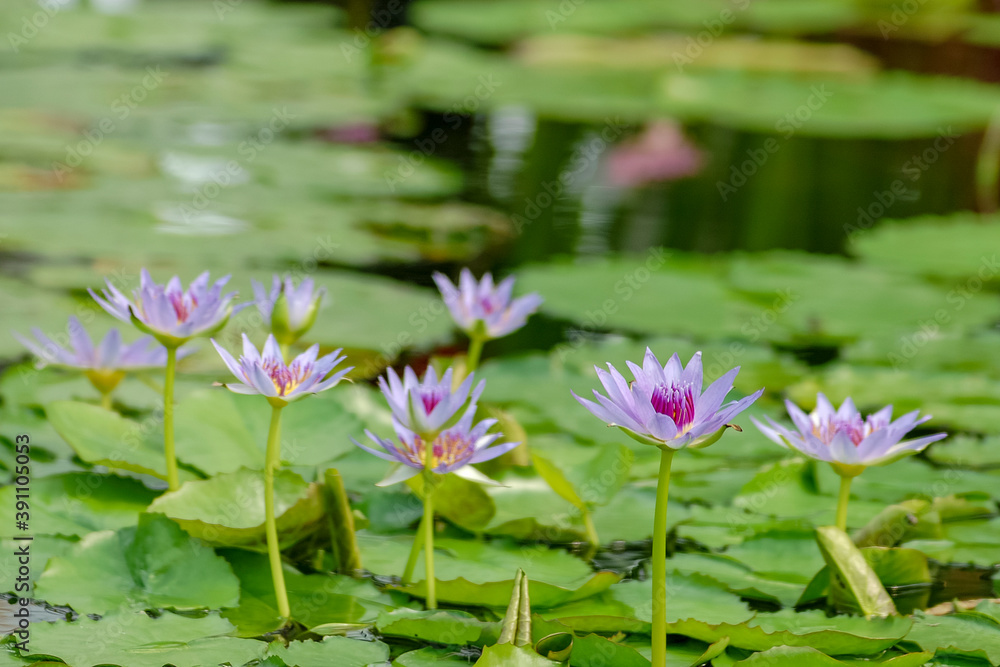 Water lily in Japan Water lily in Japan