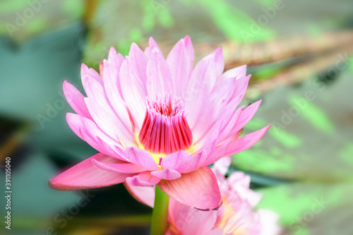 Water lily in Japan