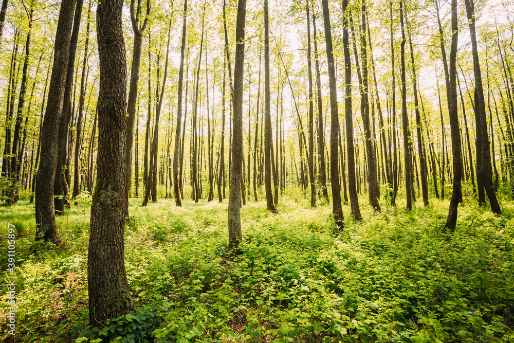Fresh Spring Green Leaves Lush In Deciduous Forest. European Nature Fresh Spring Green Leaves Lush In Deciduous Forest. European Nature
