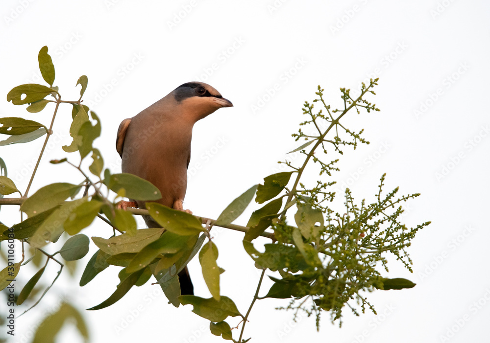 Obraz premium Grey Hypocolius perched on acacia tree, Bahrain