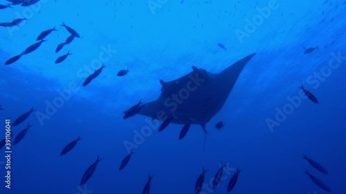 Gigantic Black Oceanic Manta Ray and fish floating on a background of blue water in search of plankton looking for food. Underwater scuba diving in Maldives. photo