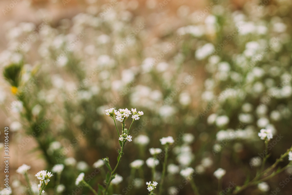 White Flowers Of Berteroa Incana On Field In Summer Day White Flowers Of Berteroa Incana On Field In Summer Day
