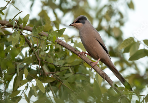 Grey Hypocolius perched on a tree in the morning hours, Bahrain photo