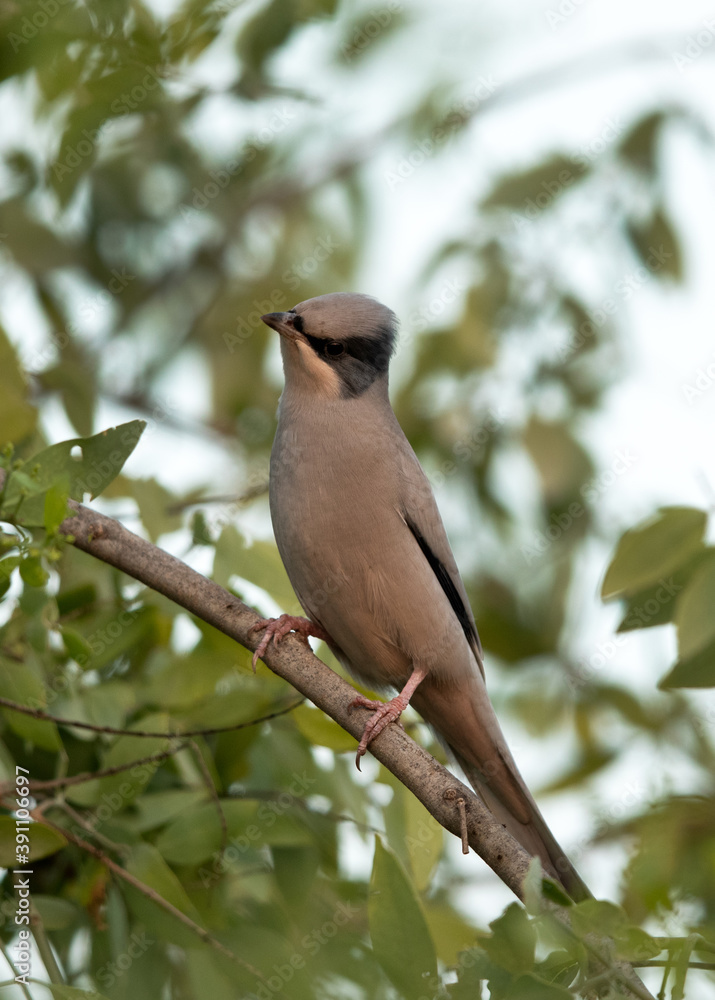 Grey Hypocolius perched on acacia tree in the morning hours, Bahrain Grey Hypocolius perched on acacia tree in the morning hours, Bahrain