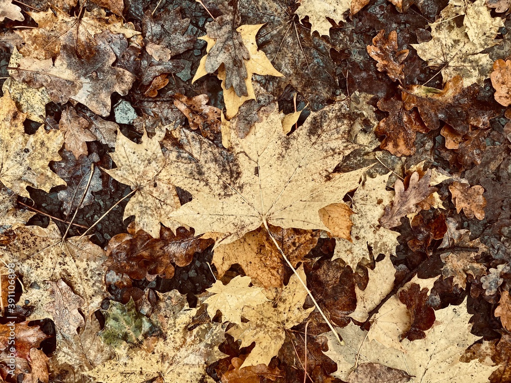 autumn leaves on the ground autumn leaves on the ground