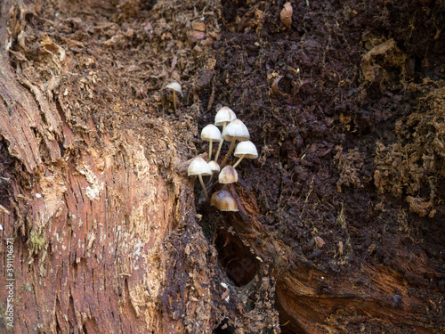 Mycena mushroom growing in a dead tree