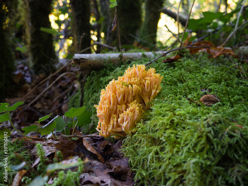 Ramaria mushroom in a forest in autumn