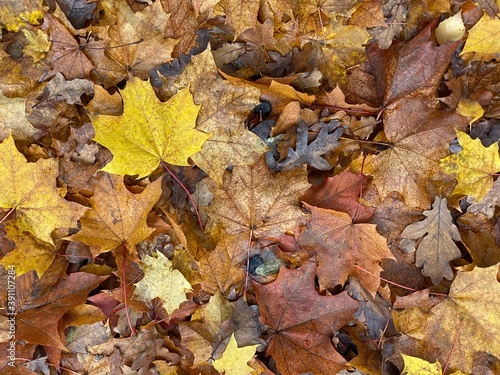 autumn leaves on the ground