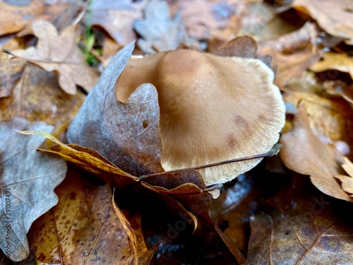 mushroom in autumn leaves macro