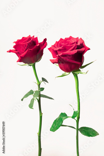 Two delicate roses isolated on white