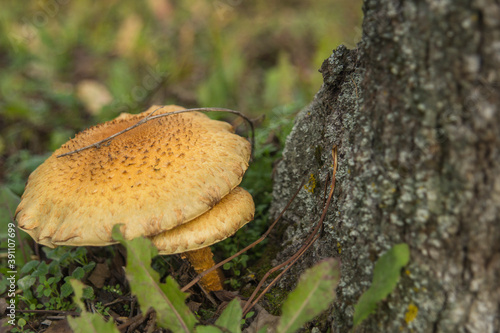 Autumn honey mushrooms.