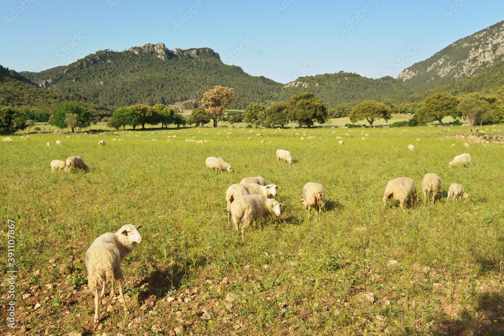 Rebaño de ovejas.Valle de Orient. Bunyola.Mallorca.Islas Baleares. Spain.