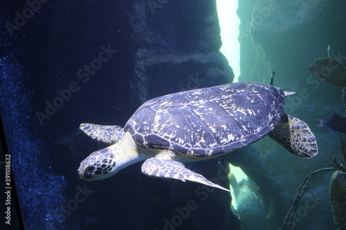 Turtle1 photo