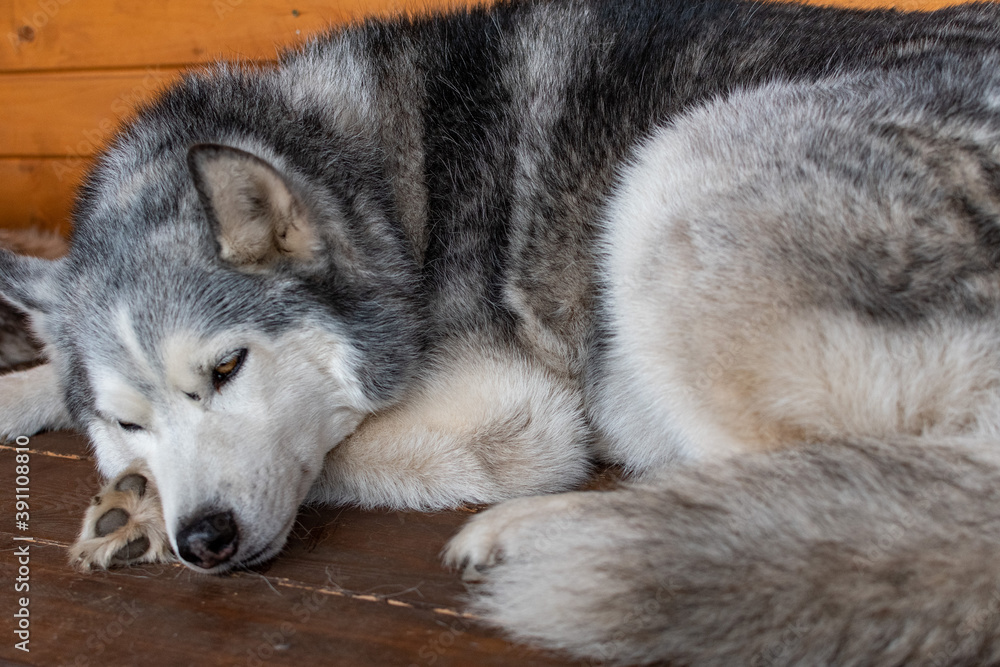 Siberian husky close up on wooden bench. 