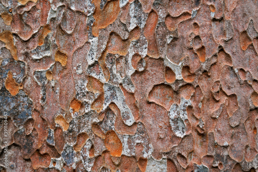 Tree trunk texture (Pradosia kuhlmannii) Tree trunk texture (Pradosia kuhlmannii)