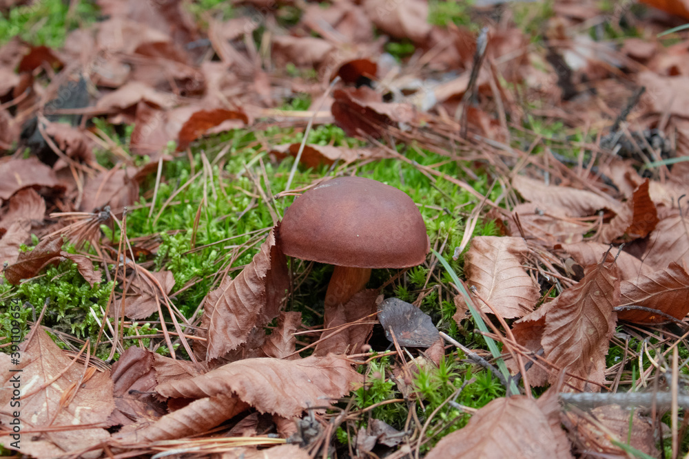 Polish mushroom. Forest mushroom in leaves Polish mushroom. Forest mushroom in leaves