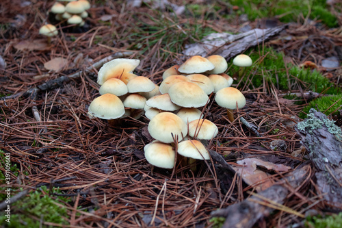 Poisonous mushrooms. Forest mushroom in dry leaves