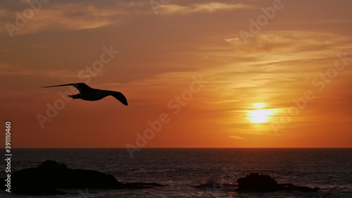 Stunning sunset with colorful dramatic sky over the horizon of the Atlantic Ocean with the silhouette of a seagull with spread wings flying by at the coast of Essaouira, Morocco, Africa.