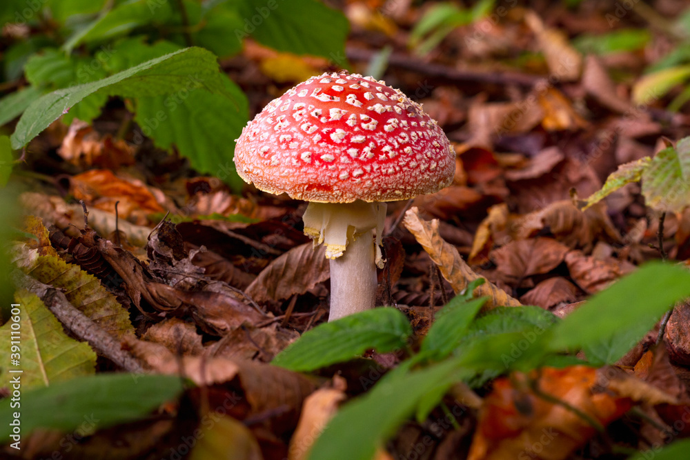 amanita muscaria fly agaric amanita muscaria fly agaric