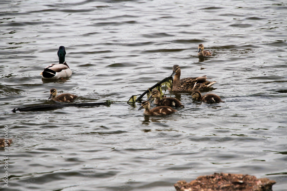 A close up of some Mallard Ducklings A close up of some Mallard Ducklings