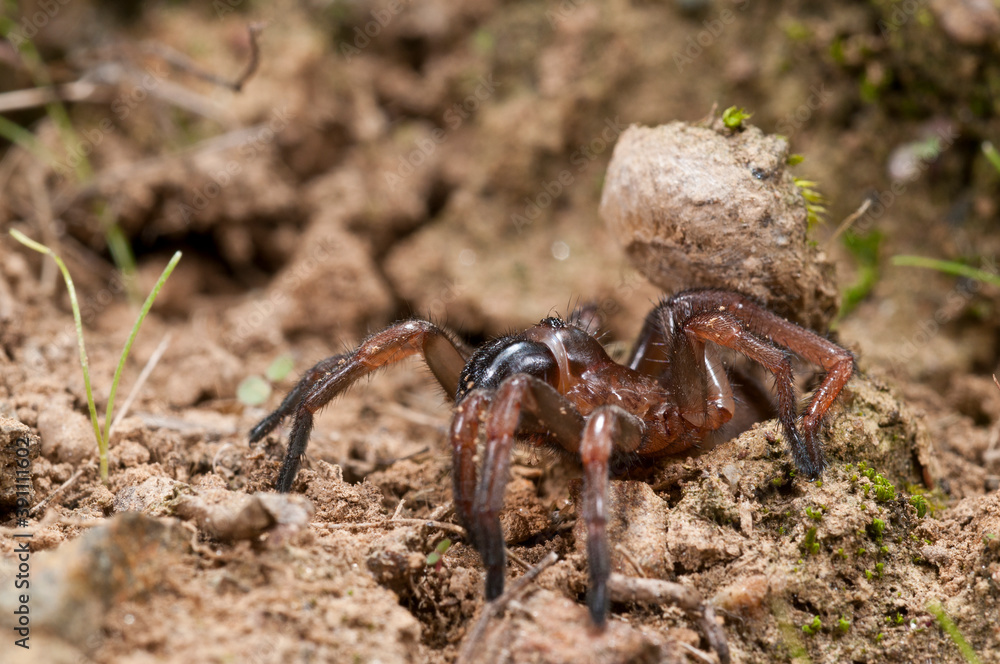 Trapdoor spider (Nemesia sp.), Liguria, Italy