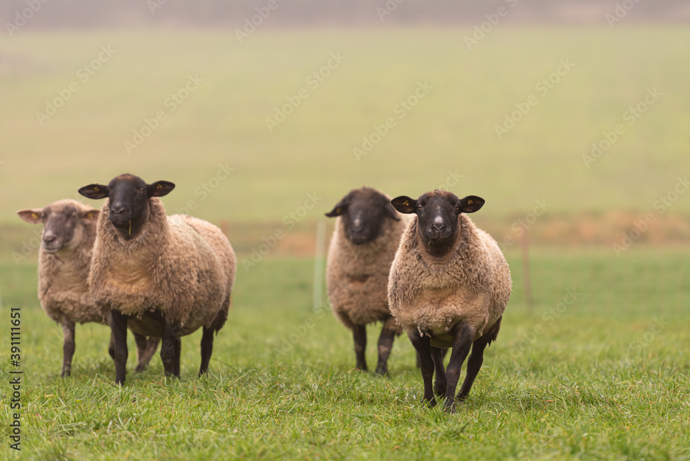 a cute group of sheep on a pasture stand next to each other and look into the camera a cute group of sheep on a pasture stand next to each other and look into the camera