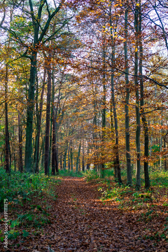 Jesiena leśna droga