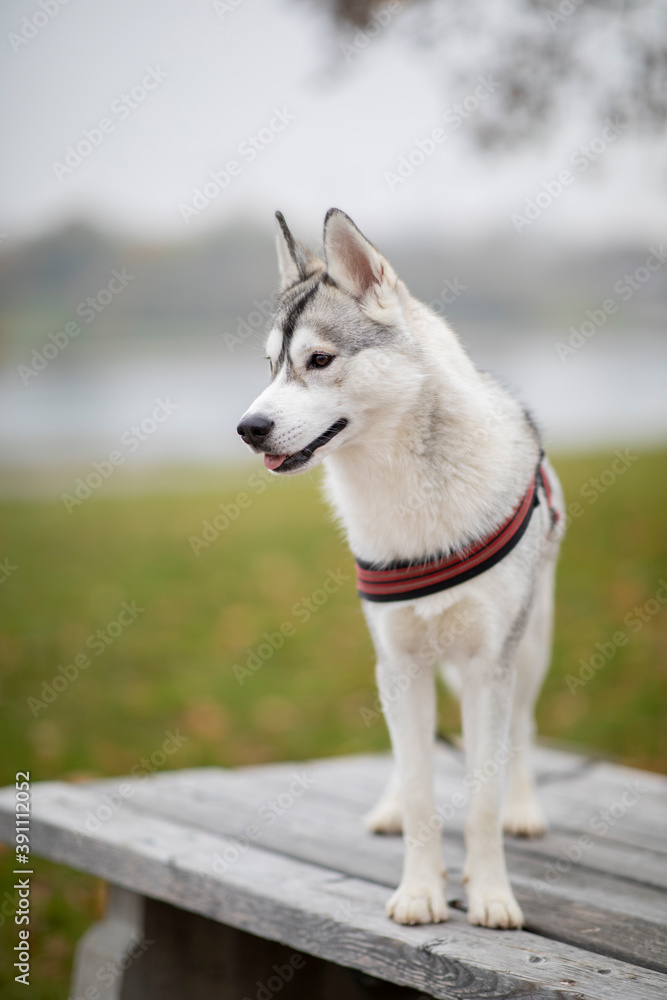 Beautiful Husky dog looking at something