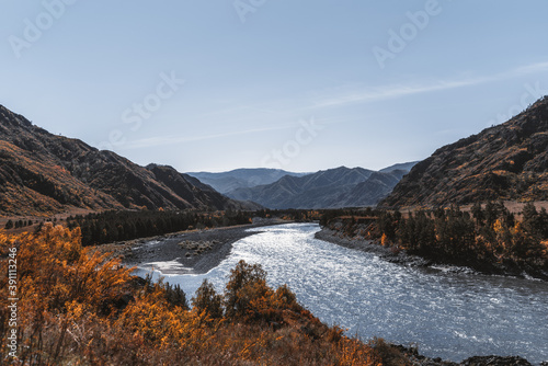 A stunning fall mountain scenery with a blue river in the middle surrounded by ridges, yellowed autumn meadows, line of conifer trees; a warm sunny day with a clear blue sky in Altai reserve photo