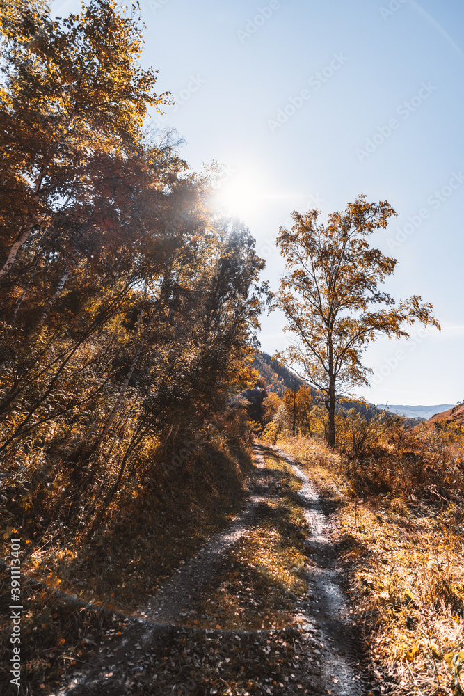 Fototapeta premium Vertical view of a beautiful earth road in autumn mountains backlit by warm sun, with yellowed birches and fallen leaves on the ground, clear blue fall sky with a sun flare casting a chroma hoop