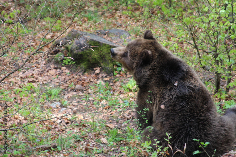 Fototapeta premium Bär