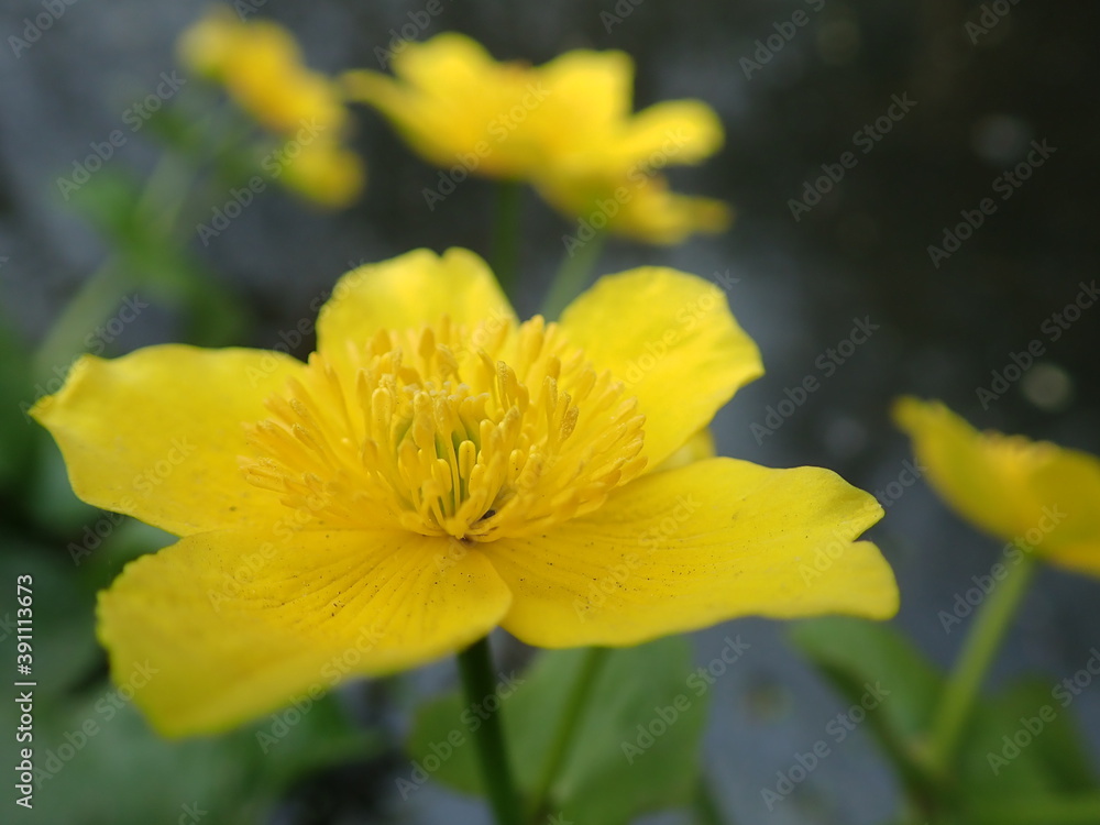 Fototapeta premium Kaczeniec, Caltha palustris