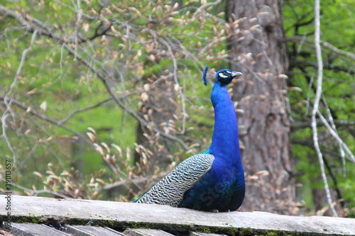 Pfau 2