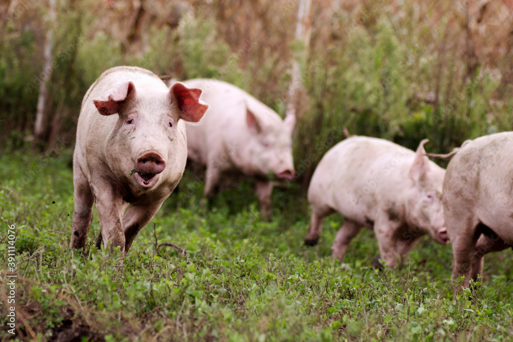 pigs in organic pig breeding pigs in organic pig breeding