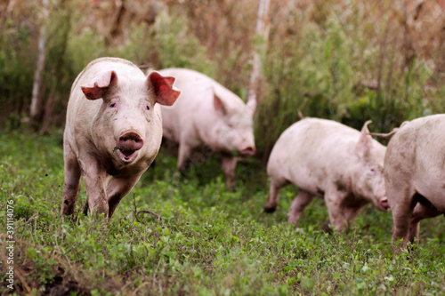 pigs in organic pig breeding photo