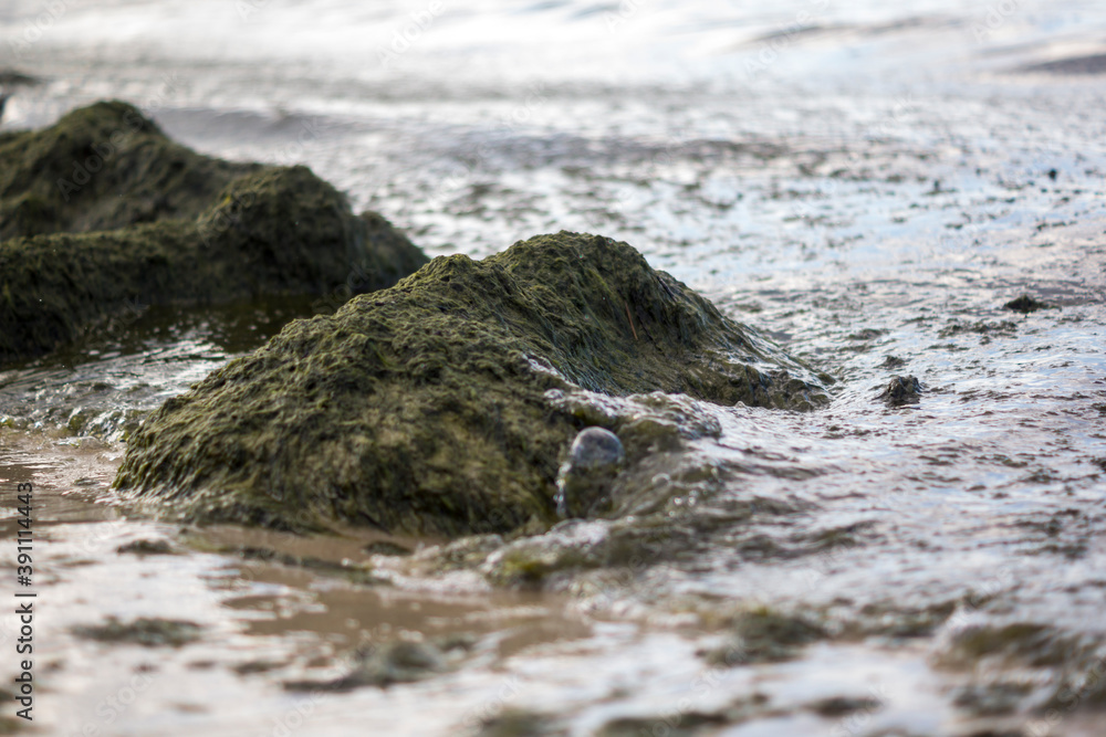 green algae on the sea shore green algae on the sea shore