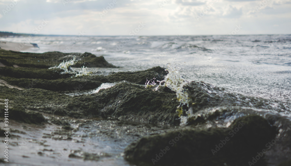 green algae on the sea shore green algae on the sea shore