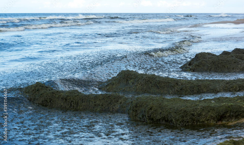 green algae on the sea shore green algae on the sea shore