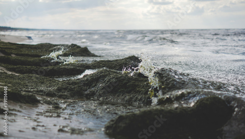 Fototapeta Naklejka Na Ścianę i Meble -  green algae on the sea shore