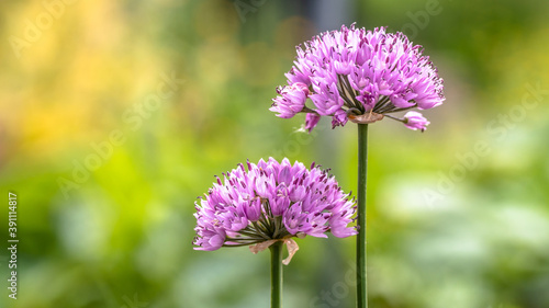 Purple edible Mouse Garlic  Allium angulosum  flower with a green bokeh background