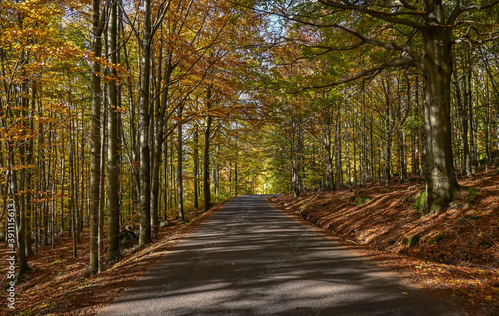 Mountain road leading through the forest in autumn. Mountain road leading through the forest in autumn.