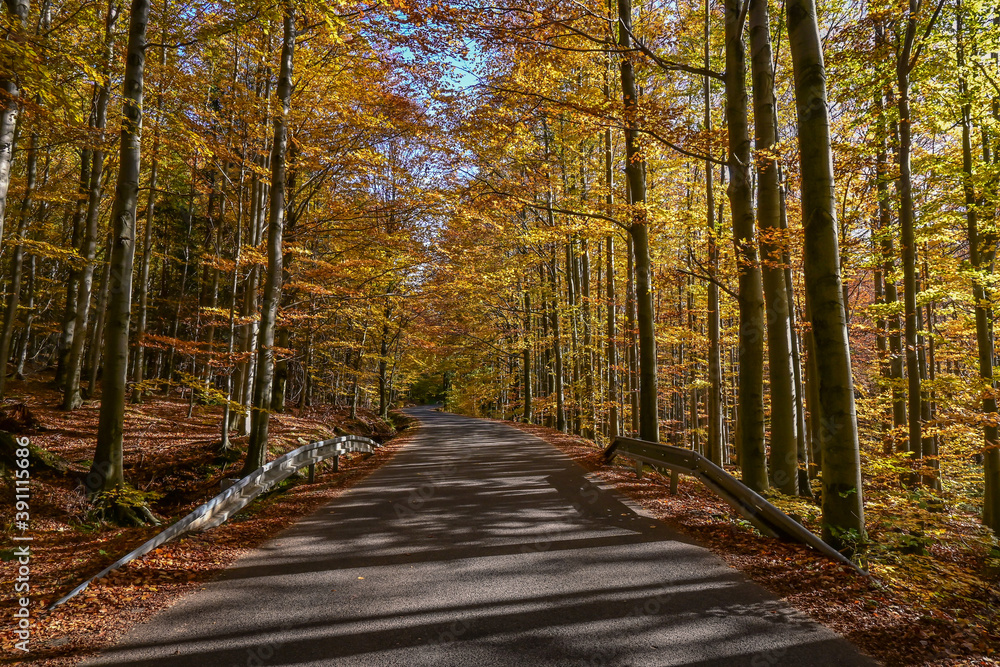 Obraz premium Mountain road leading through the forest in autumn. Beautifully colored orange leaves.