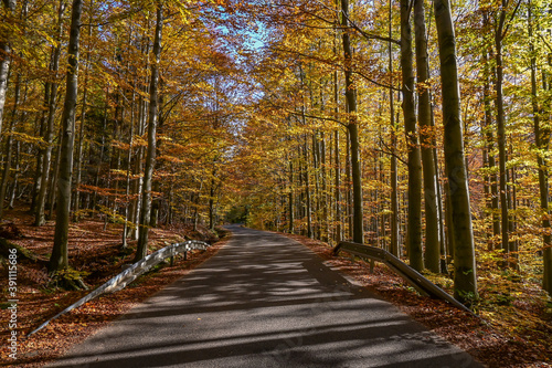 Mountain road leading through the forest in autumn. Beautifully colored orange leaves.