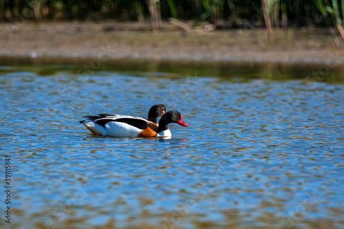 Pair of common shelduck or Tadorna in the water photo