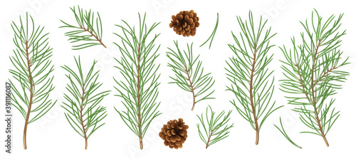 Detiled and realistic set of Christmas tree branches. Symbol and design elements vector collection for Christmas and New Year design. photo